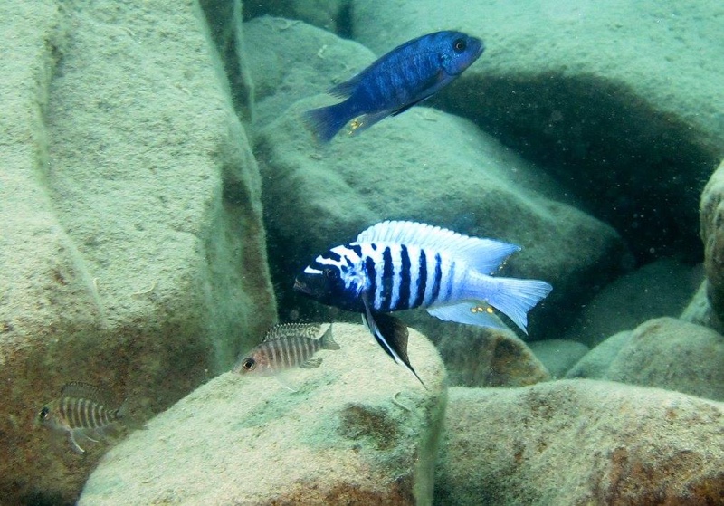 Maylandia zebra 'Thumbi West Island'